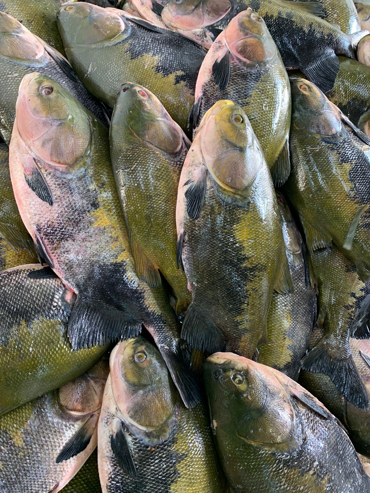Tambaqui é o peixe mais consumido no Amazonas. Foto: Divulgação/Internet