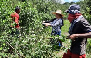 Idam Producao de Sementes de Malva 1 » Manacapuru investe em produção de sementes de malva