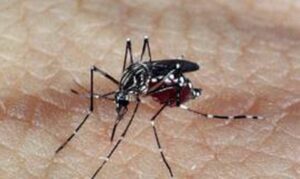 Com a chegada do inverno amazônico e o aumento de chuvas no período, a tendência é aumentar também o número de casos de dengue.