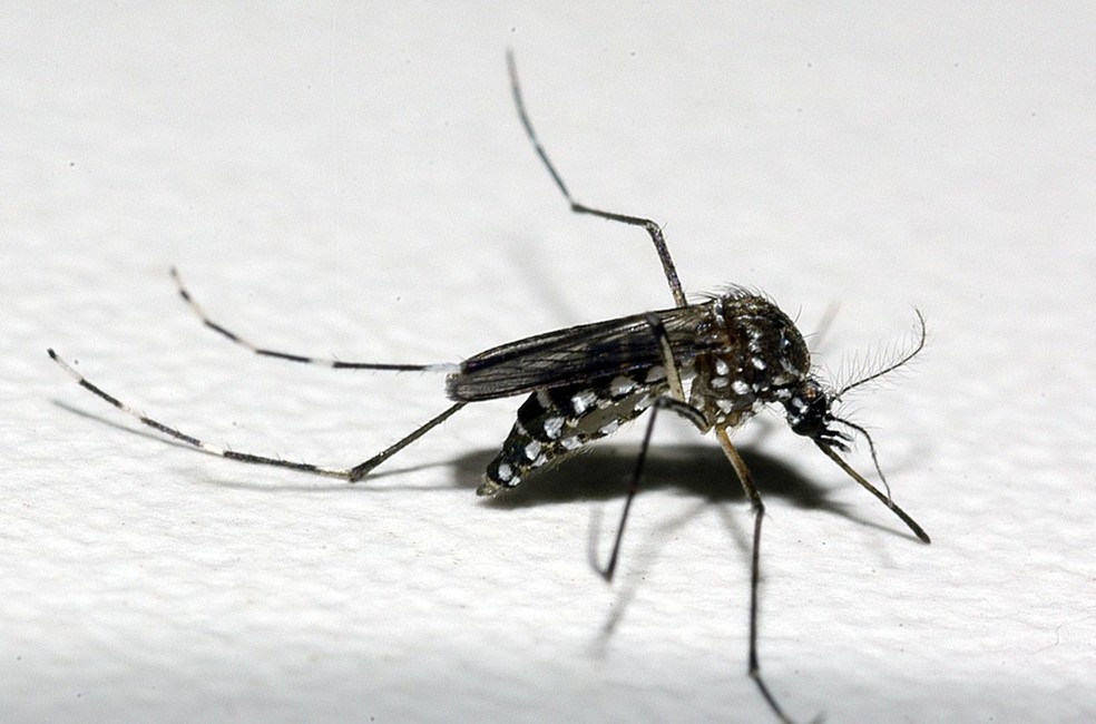 fiocruz raul santana 00332 » Ministério da Saúde aponta que casos de chikungunya aumentaram 31,3% em 2021