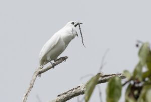 Conheça o canto da ave araponga da Amazônia, mais alto que turbina e avião a jato