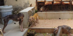 Cresce o número de denúncias de maus-tratos a animais em Manaus 