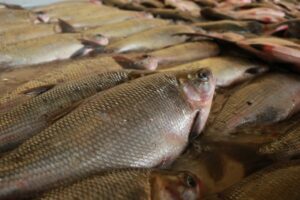 Distribuição de peixe gratuita segue ao longo da Semana Santa. Foto: