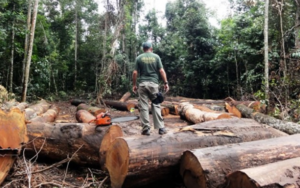 Dia de Proteção às Florestas: dados alertam para importância da preservação e conservação da Amazônia