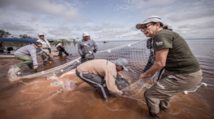 Pesquisa aponta risco de extinção do boto cor-de-rosa na Amazônia