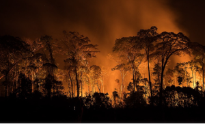 Amazonas registra mais de 2 mil focos de queimadas nos primeiros dias de setembro, o número representa 74% do total registrado em todo o mês de setembro do ano passado.