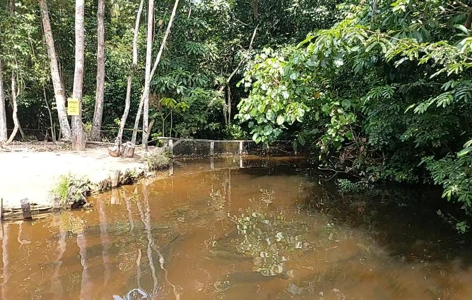 Matrixã Estiagem favorece criação de Matrinxã em igarapé no Amazonas