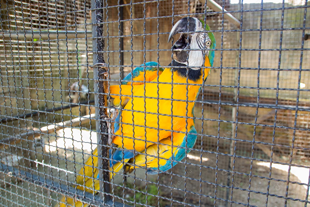 Aves amazônica estão entre as espécies mais cobiçadas pelos traficantes de animais na Amazônia. Foto: Divulgação/Internet