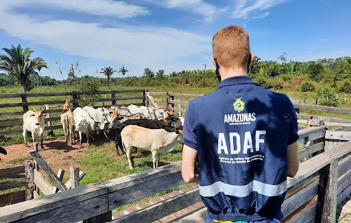 Declaração de rebanho é obrigatória para produtores rurais do Amazonas. Foto: Divulgação/Internet