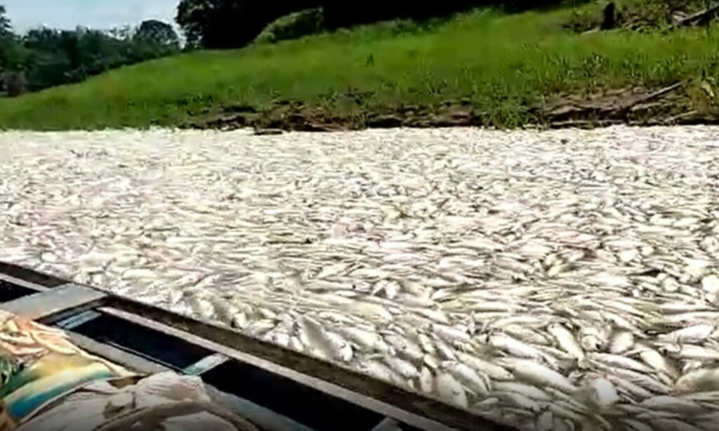 Peixes mortos no Lago do Puraquequara, na zona leste de Manaus. Foto: Divulgação/Internet