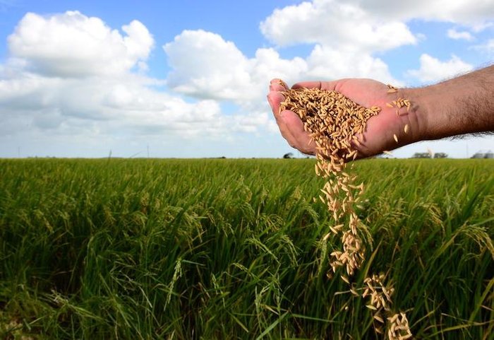 Safra de alimentos foi perdia com a subida das águas no Sul do Brasil. Foto: Divulgação/Internet