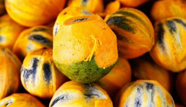 Tucumã é um dos frutos mais consumidos pelos amazonenses. Foto: Divulgação/Internet